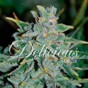 Northern Light Blue Auto De Delicious Seeds