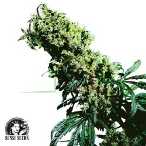 Northern Lights #5 x Haze regular - Sensi Seeds