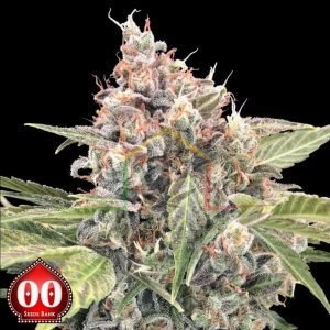 Northern Lights CBD - 00 Seeds