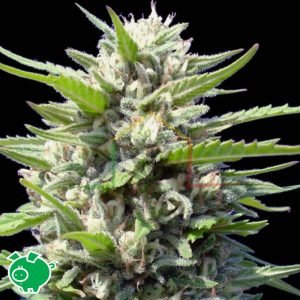 Northern Lights X - Genehtik Seeds