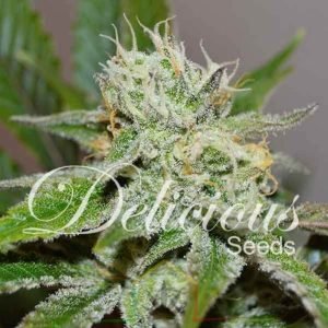 Original Juan Herer De Delicious Seeds