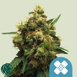 Painkiller XL CBD - Royal Queen Seeds