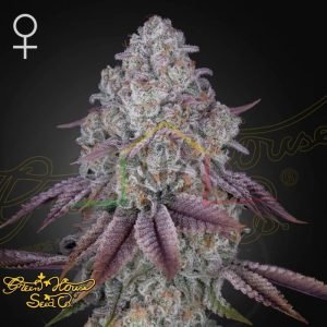 Persian Pie - Green House Seeds