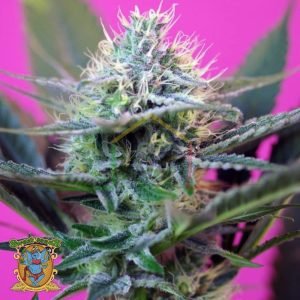 + Speed Auto - Sweet Seeds