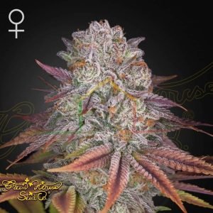 Pulp Friction - Green House Seeds
