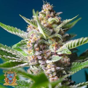 Purple Punch OG - Sweet Seeds