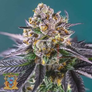 Red Strawberry Banana Auto - Sweet Seeds