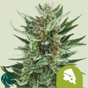 Amnesia Haze Automatic - Royal Queen Seeds