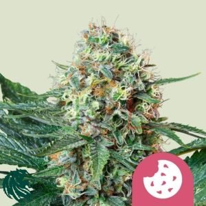 Royal Cookies de Royal Queen Seeds