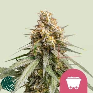 Shining Silver Haze - Royal Queen Seeds