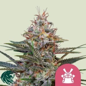 Shogun - Royal Queen Seeds