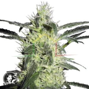 Silver Haze - Sensi Seeds