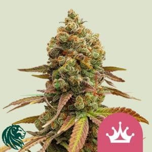 Special Queen #1 - Royal Queen Seeds