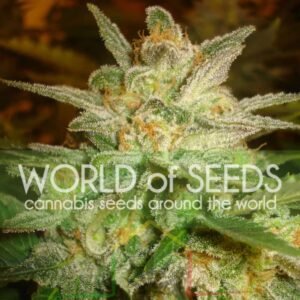 Star 47 - World of Seeds