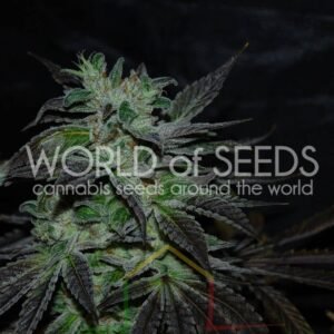 Strawberry Blue Early Version - World of Seeds