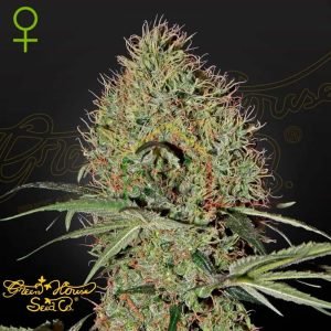 Super Bud Auto - Green House