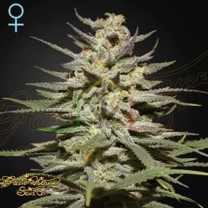 Super Lemon Haze CBD - Green House Seeds