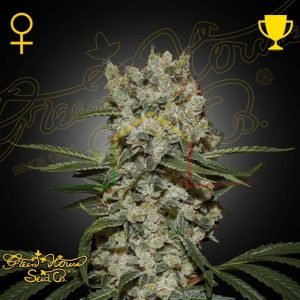 Super Lemon Haze - Green House Seeds