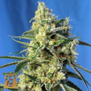 Sweet Amnesia Haze - Sweet Seeds