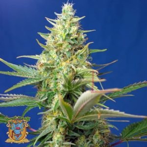 Sweet Pure Auto CBD - Sweet Seeds