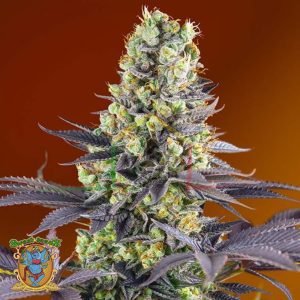 Sweet Zenzation - Sweet Seeds