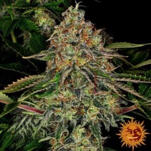 Tangerine Dream Auto de Barney's Farm