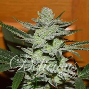 Unknown Kush Delicious Seeds