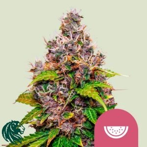 Watermelon - Royal Queen Seeds