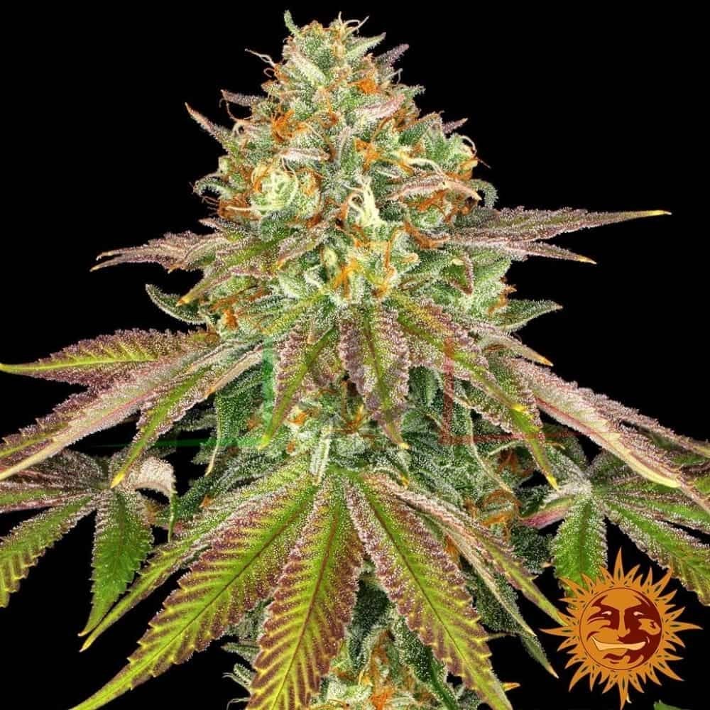 Wedding Cake - Barney's Farm
