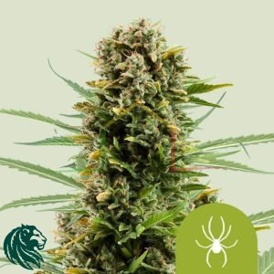 White  Widow Automatic - Royal Queen Seeds
