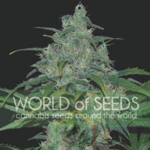 Wild Thailand - World of Seeds