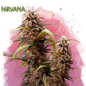 Wonder Woman - Nirvana Seeds