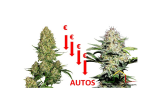 semillas de marihuana autoflorecientes