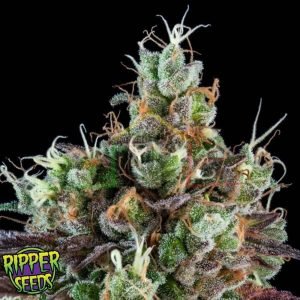 Sour Ripper Auto - Ripper Seeds
