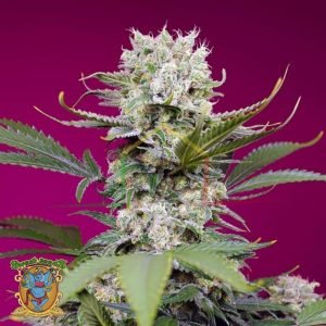 Sweet Mandarine Zkittlez F1 FV  Sweet Seeds