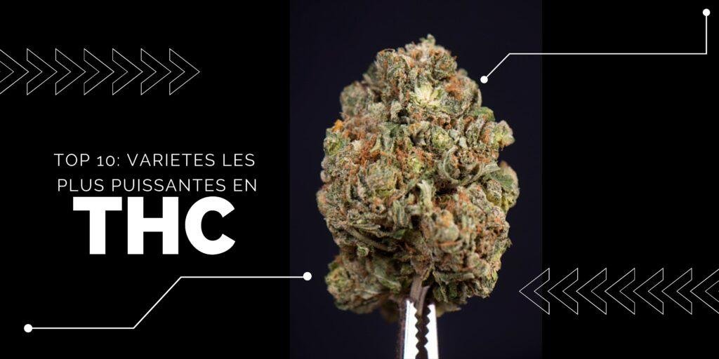 Les Variétés les plus fortes en THC