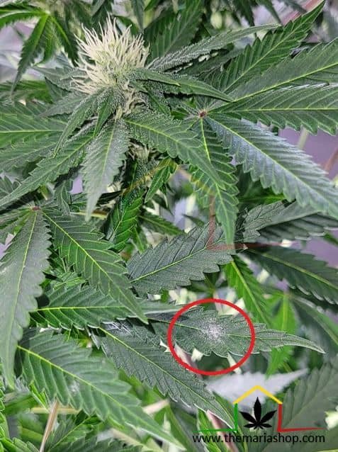 Oídio en plantas de marihuana