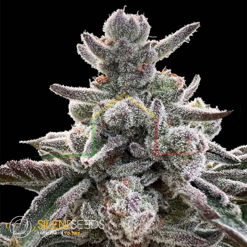 Polar Gelato by Sherbinskis - Silent Seeds