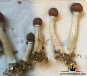 harvesting magic mushrooms
