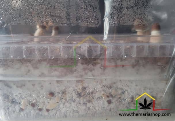 Cultivo pan de setas alucinogenas con setas laterales