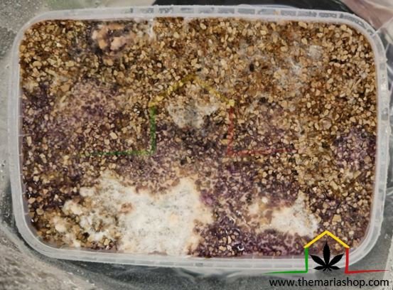Pink mould contaminated mushrooms kit
