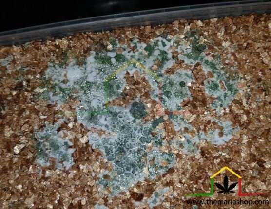 Contaminated magic mushroom kit