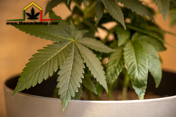 semillas para cultivo exterior