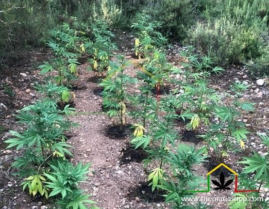 Cultivo de cannabis de guerrilla