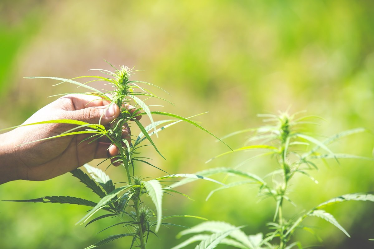 Prefloración Cogollos marihuana exterior