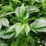 Best strains for balcony