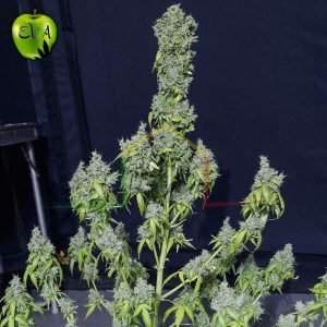 Magic Tree Auto Eva seeds