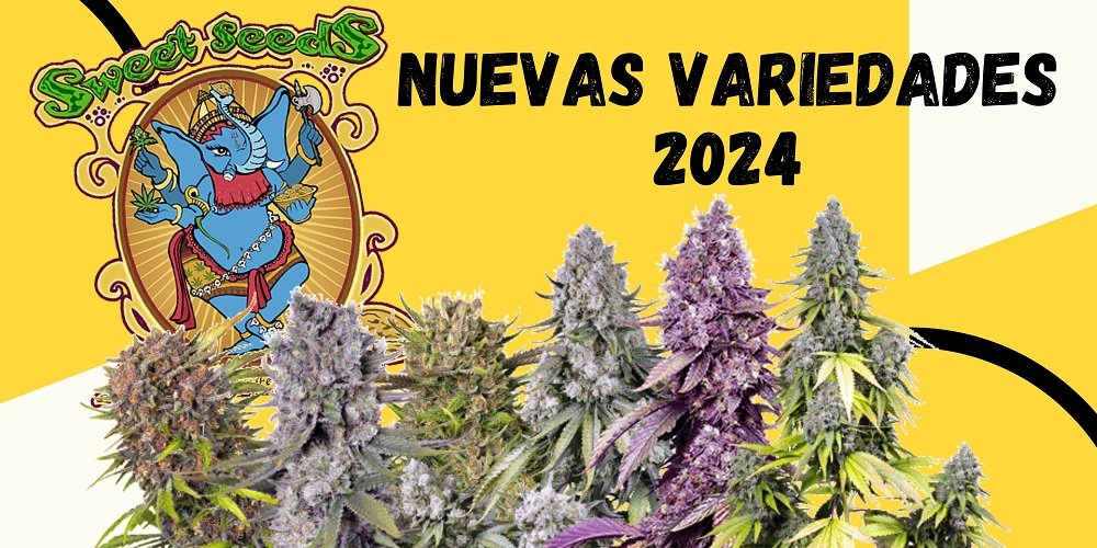 nuevas variedades sweet seeds 2024