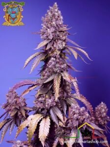Black Muffin Fast Version de Sweet Seeds