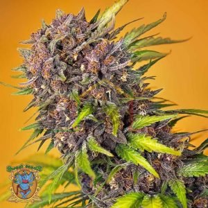 Diablo Rojo XL Auto - Sweet Seeds